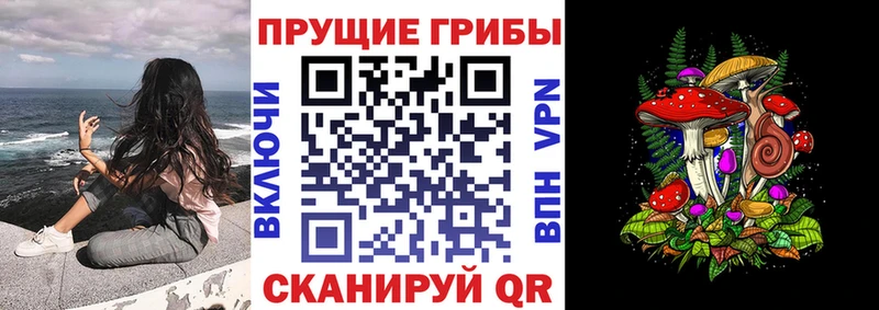Псилоцибиновые грибы Psilocybe  закладки  Энем 